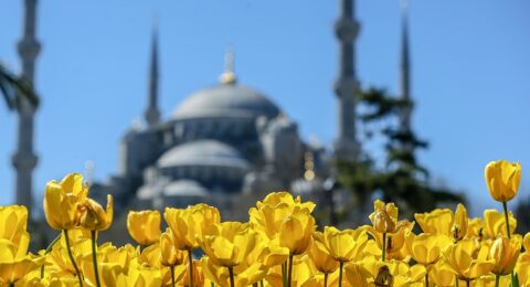 مهرجان التوليب في اسطنبول .. أين تحتفل وكيف تستمتع ؟
